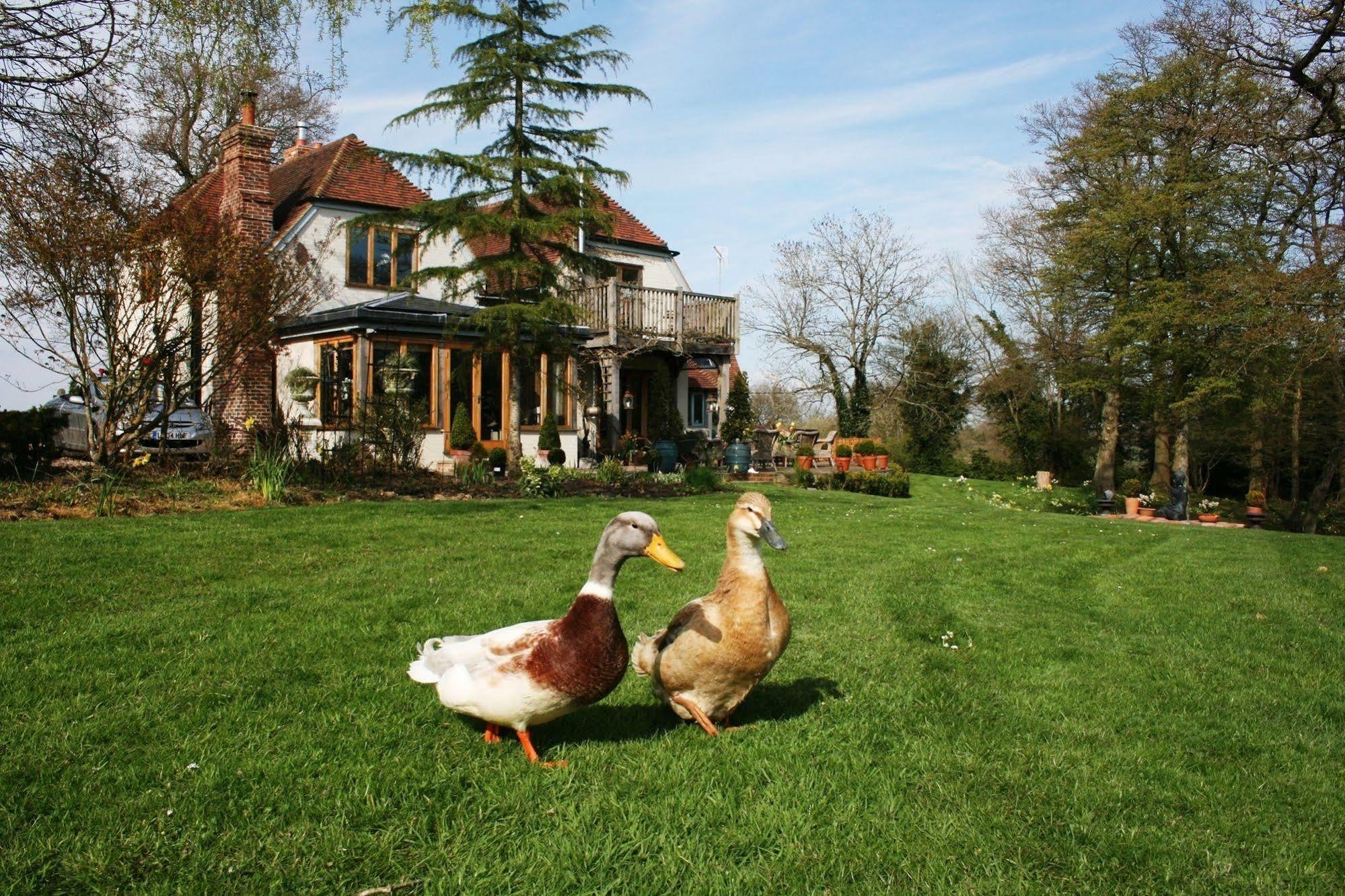 ชอยส์เวลล์ คอตเทจ Bed & Breakfast Hurst Green  ภายนอก รูปภาพ